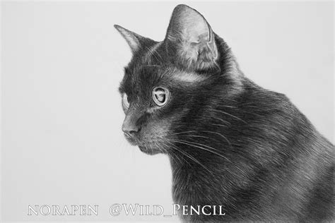 Black Cat Drawing - Drawing - Black cat face by RoseanneRamsden on ...