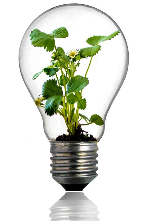 Green Plant In The Light Bulb Free Stock Photo - Public Domain Pictures