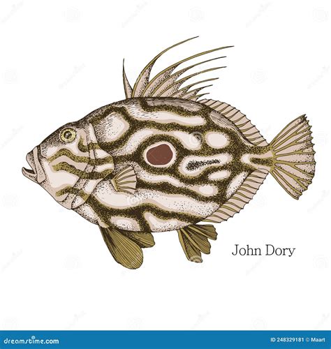 John Dory Fish Hand Drawn Realistic Illustration Cartoon Vector ...