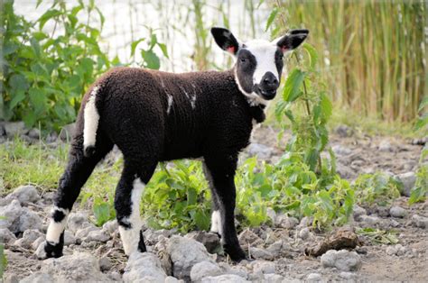 Free Images : countryside, wildlife, wild, horn, rural, herd, farming ...