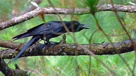 #13 --- UWAK --- LARGE-BILLED... - Exotic Birds Philippines