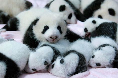 PANDAS BEBÉS felices en su guardería 🙂