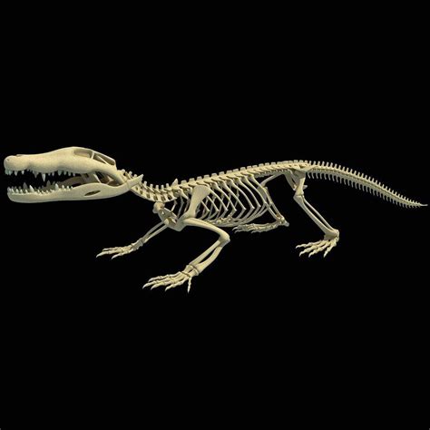 Crocodile Skeleton - 3D Model by 3D Horse