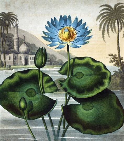 Blue Egyptian Lotus Painting by Bird Republic - Fine Art America