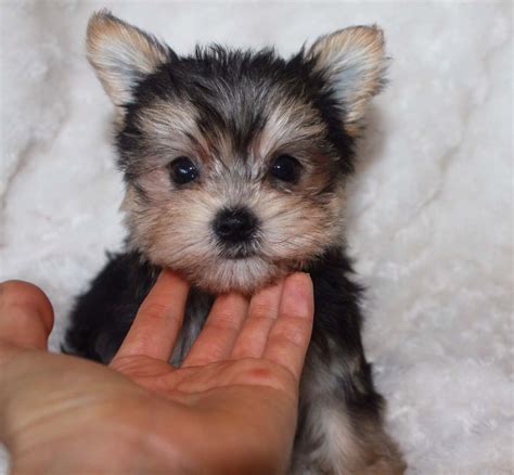 Morkie Puppy For Sale "Benni" | iHeartTeacups