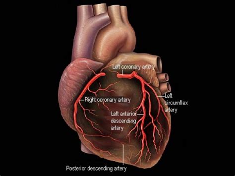 What Is The Job Of The Coronary Arteries - Job Retro