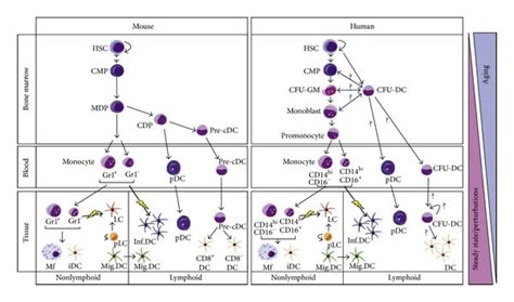 Mononuclear phagocyte differentiation in mouse and human. Hematopoiesis... | Download Scientific ...