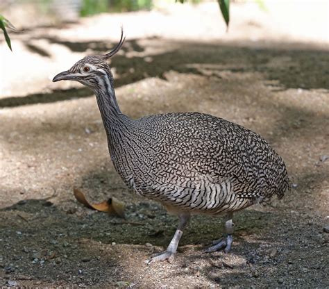 Elegant crested tinamou - Alchetron, the free social encyclopedia