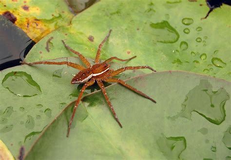 File:Six-spotted Fishing Spider Dolomedes triton 1733px.jpg - Wikimedia Commons