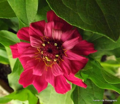 Living A Farmer's Life: Fourth Wedding Anniversary Flowers!