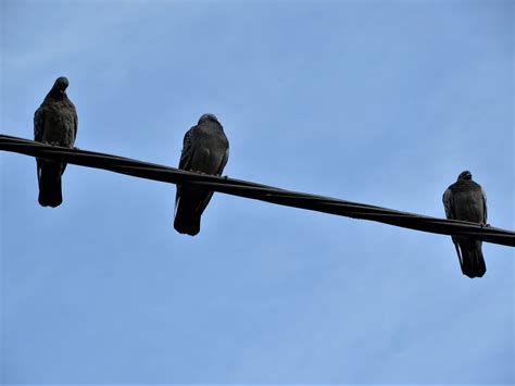 Three Birds On A Wire – Ebb Then Flood