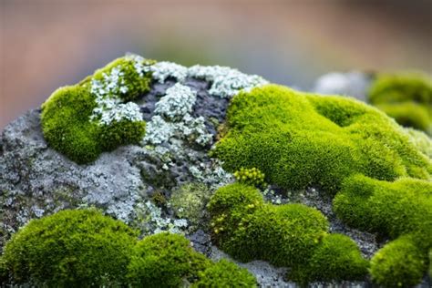 The secret world of moss, ancient ancestor of all plants and vital for ...