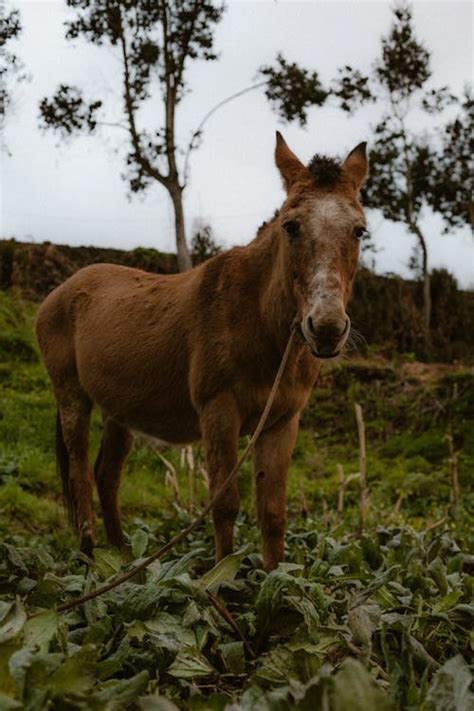 Brown Horse Colt in Nature · Free Stock Photo