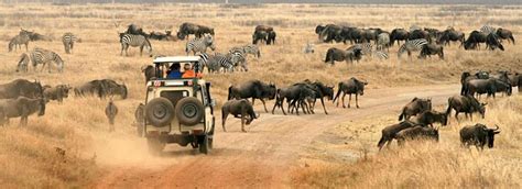 Tanzania Safari Tours & Packages | Safari Guide Africa