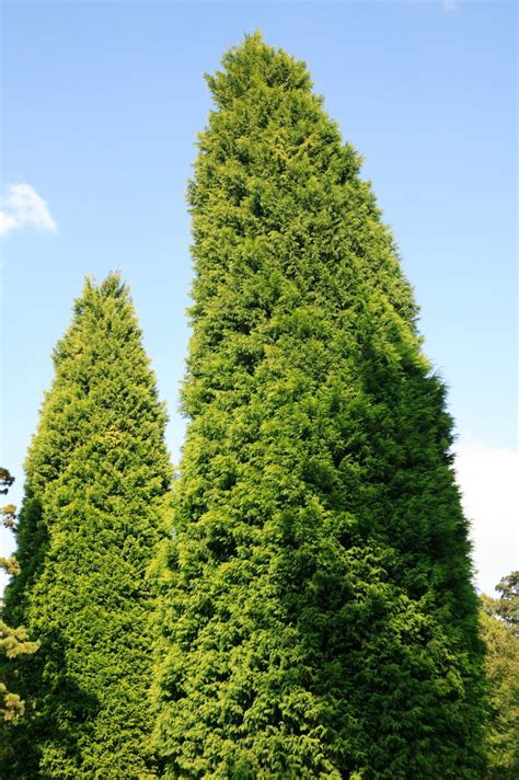 Trimming Leyland Cypress Trees: How And When To Prune Leyland Cypress