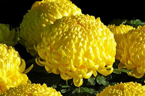 Chrysanthemums Flowers Yellow - Free photo on Pixabay