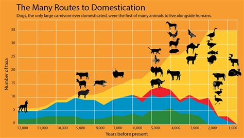 Domestication Of Animals Timeline