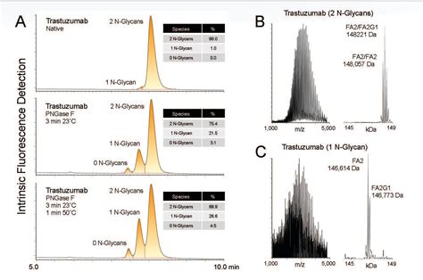 HILIC for Large Biomolecules | Waters