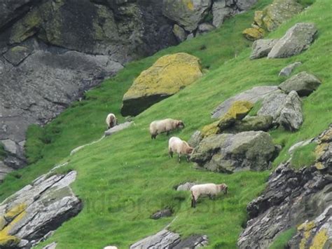 Boreray the Island and the sheep