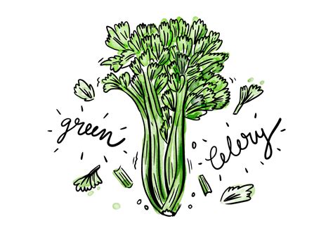 Free Celery Watercolor Vector 125075 Vector Art at Vecteezy