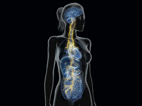 Vagus Nerve Dysfunction, Symptoms, and Healing - Rahav Wellness