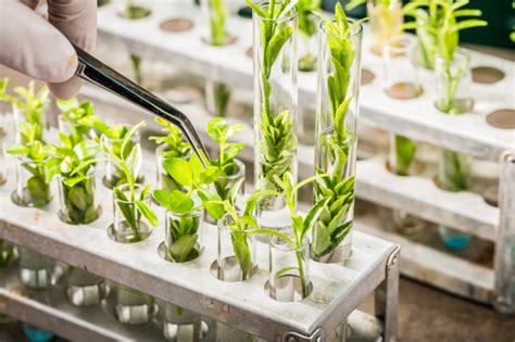 Gene-editing technology from Calyxt could benefit various crops| 2020 ...