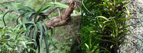 What is an epiphyte? – Homegrown Houseplants