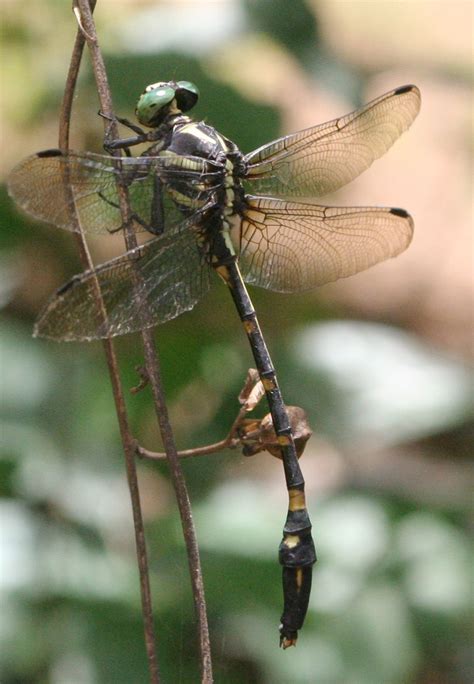 Species New to Science: [Entomology • 2019] Macrogomphus phalantus jayavarman • A New Subspecies ...