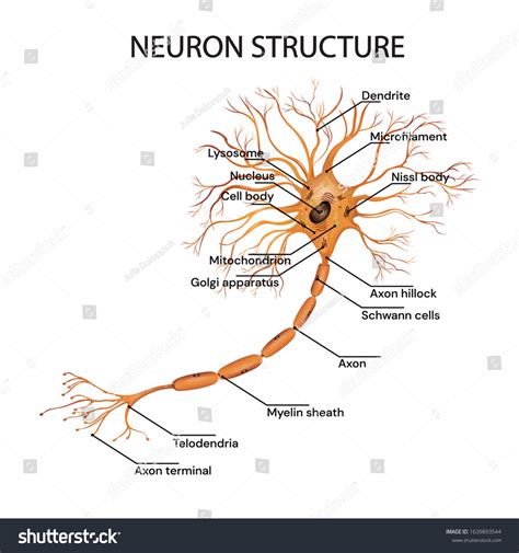 13 Axon hillock Images, Stock Photos & Vectors | Shutterstock