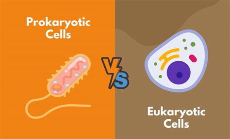 Prokaryotic Cells vs. Eukaryotic Cells - What's the Difference (With Table)