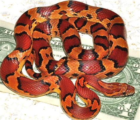 corn snake - beautiful color and pattern | Corn snake, Pet snake, Snake