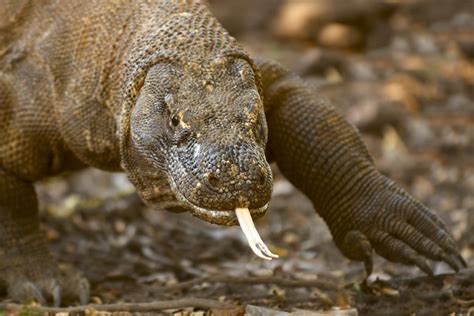 File:Komodo Dragon AdF.jpg - Wikimedia Commons