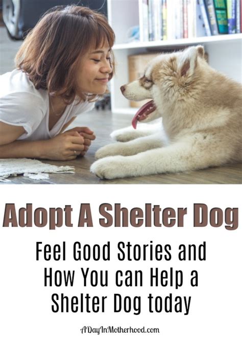 Adopt a Shelter Dog - Feel Good Stories and How You Can Help