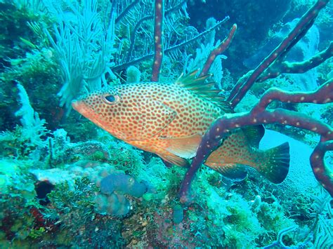 Marine conservation effort in U.S. Virgin Islands aids key fish species, Oregon State research ...