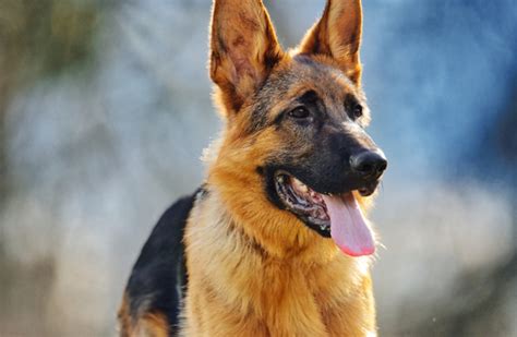 How Do German Shepherds Get Hip Dysplasia