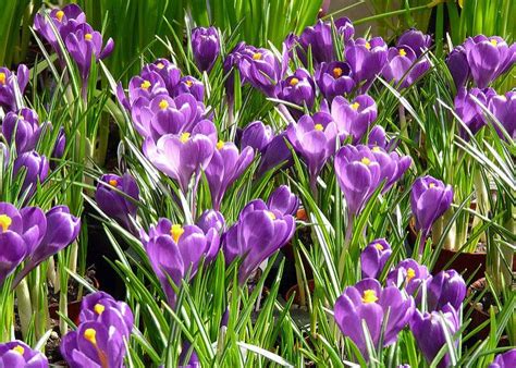 Purple Crocuses | Crocus, All flowers, Spring bulbs