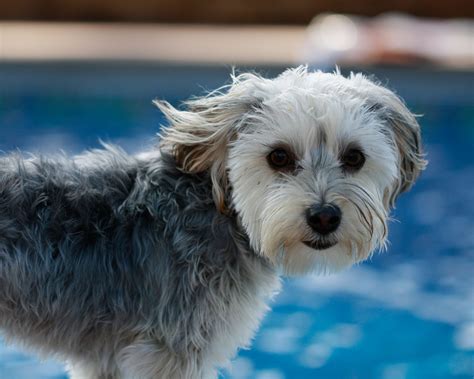 Morkie Dog - The Maltese Yorkie Mix - Animal Corner