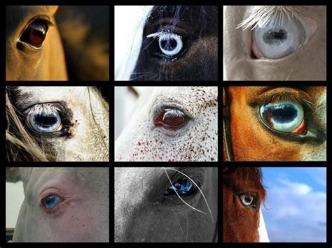 Different Eye Colors