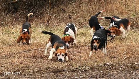 Hunting Beagle