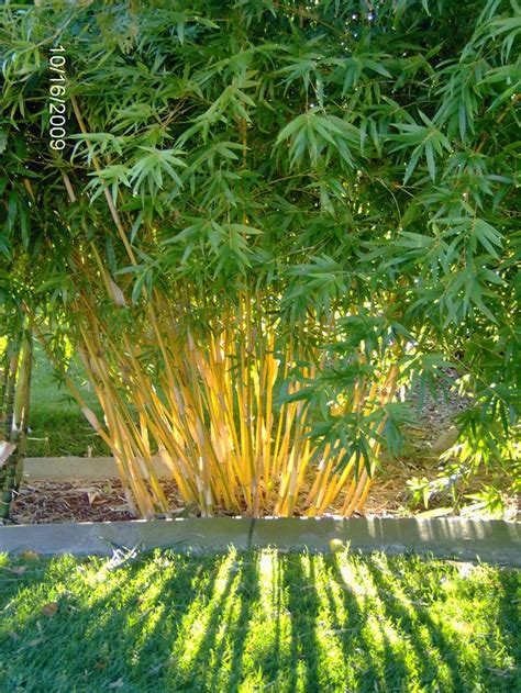 33 best images about Clumping Bamboo on Pinterest | Hedges, Sun and ...