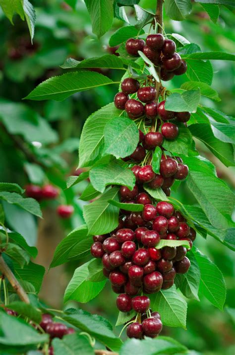 What Are the Different Types Of Cherries: Cherry Varieties Compared