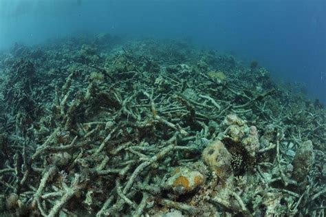 Coral reefs suffering in Philippines despite outlawing damaging fishing practices - Project Seahorse