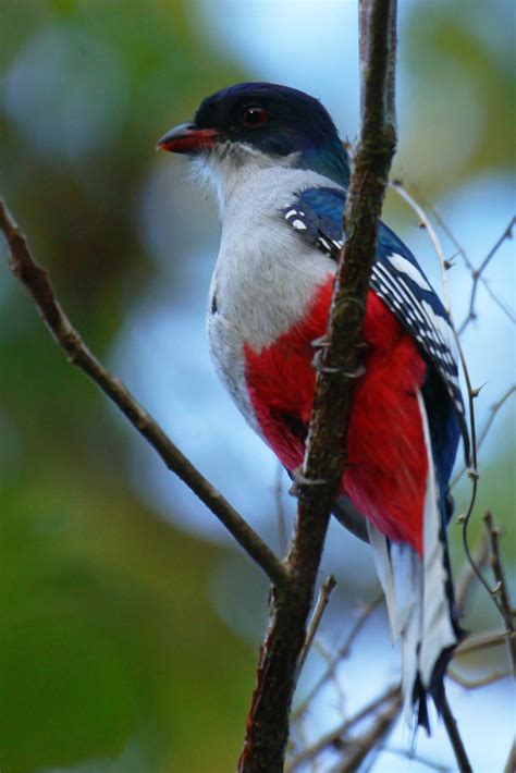 Cuban Trogon | Cuban Trogon, Cuba The Cuban Trogon or Tocoro… | Flickr