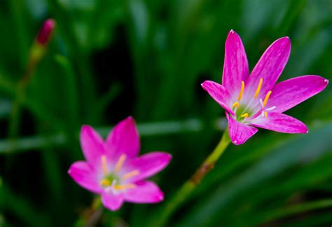 Pink Crocus Macro | Shot of Pink Crocus macro. This flower i… | Flickr