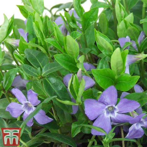 Vinca minor 'Illumination' plants | Thompson & Morgan