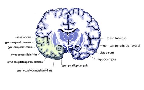 Parahippocampal gyrus | Wikiwand | Neuropsychology, Gray matters, Limbic system