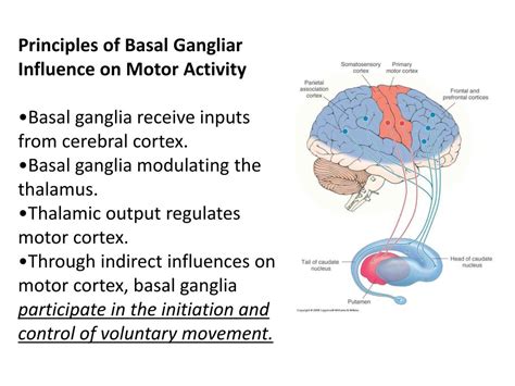 PPT - Movement Disorders: Basal Ganglia PowerPoint Presentation, free ...