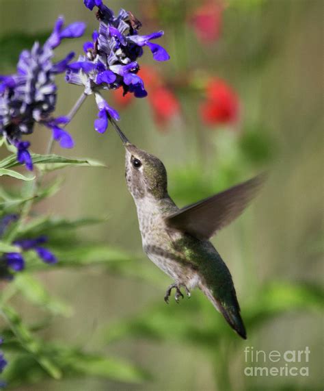 Hummingbird on purple flower Photograph by Ruth Jolly - Pixels