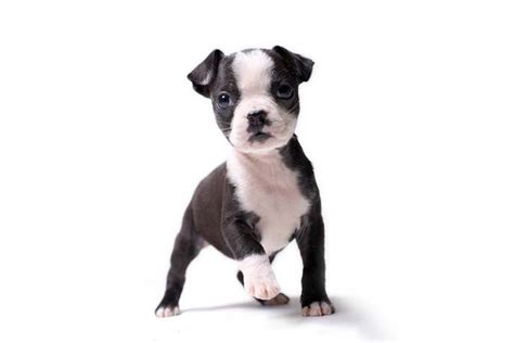 Boston Terrier (Bostie) Puppies For Sale