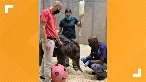 Avi the elephant died due to 2 birth abnormalities, zoo says | ksdk.com